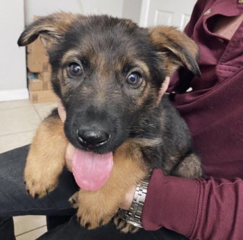 Quality German Shepherd puppies