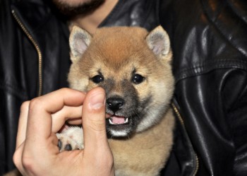 stunning Shiba inu puppies