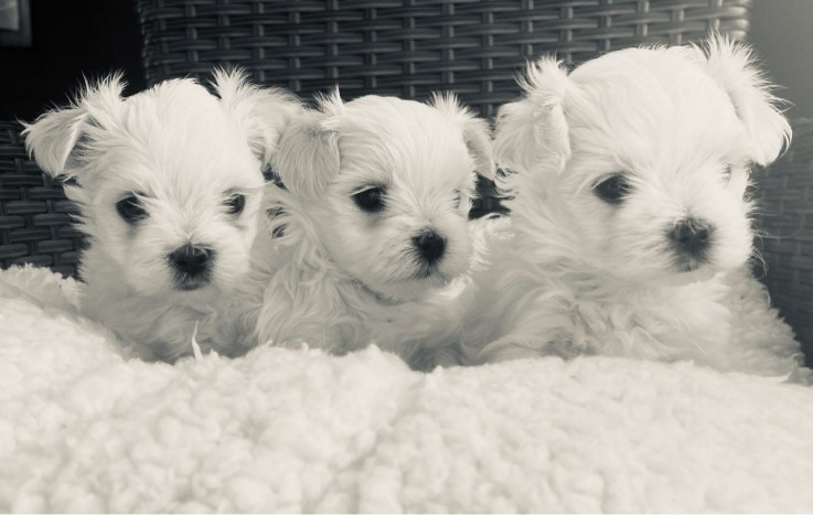 Adorable Maltese Puppies