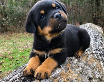 Labradorx Rottweiller puppies