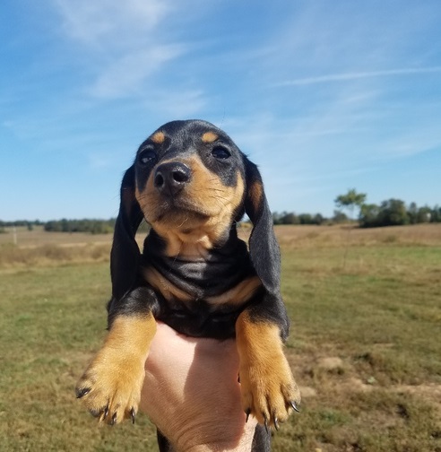 Dachshund puppies ready