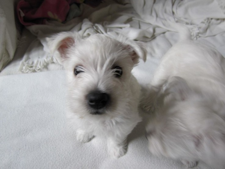 Beautiful West Highland Terrie Puppies 