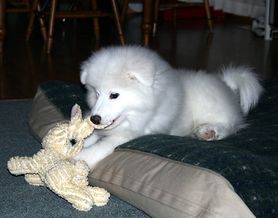 Samoyed Puppies