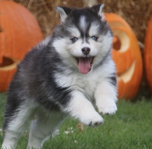 Registered Pomsky puppies for sale