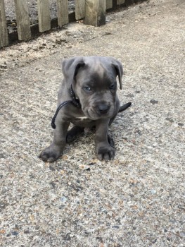 Registered Golden Retriever Puppy for sa