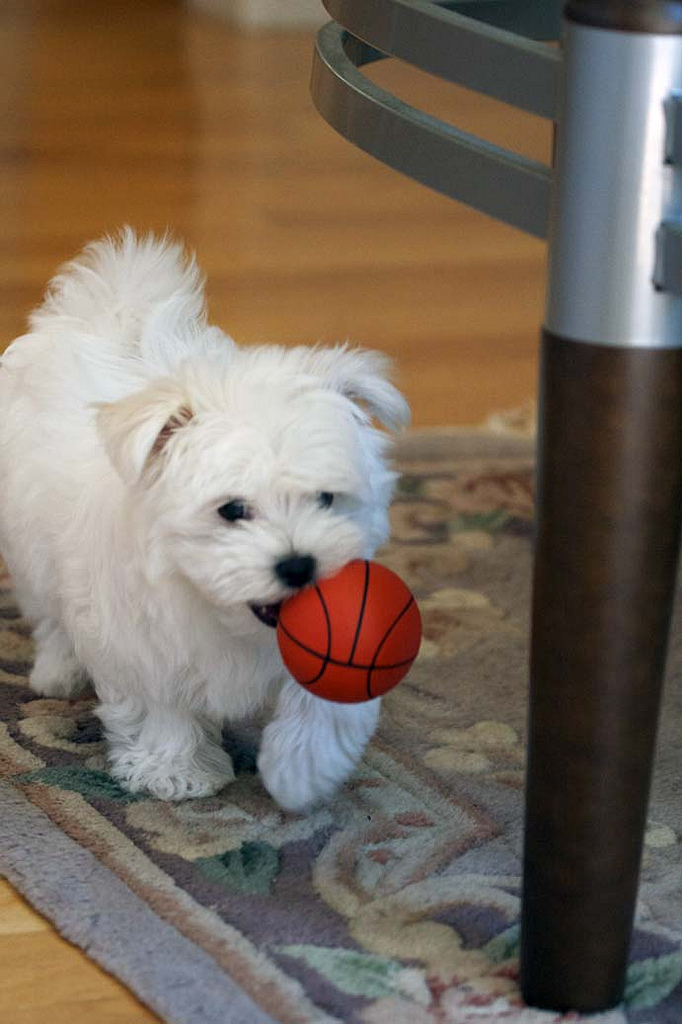 Maltese Puppies Ready Now