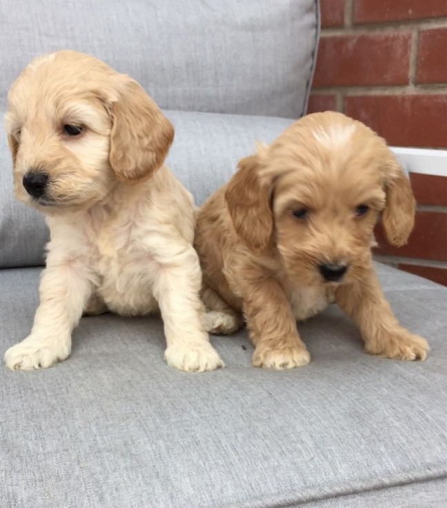 Double Doodle Puppies