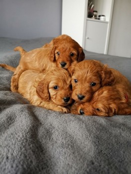 Cavoodle Puppies