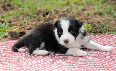 Border collie Puppies