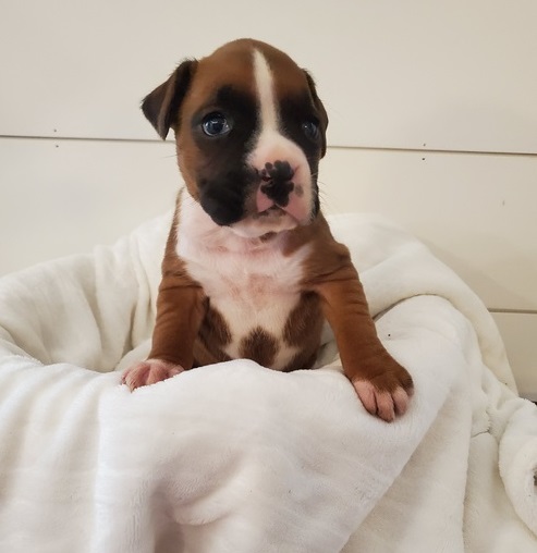 Boxer puppies