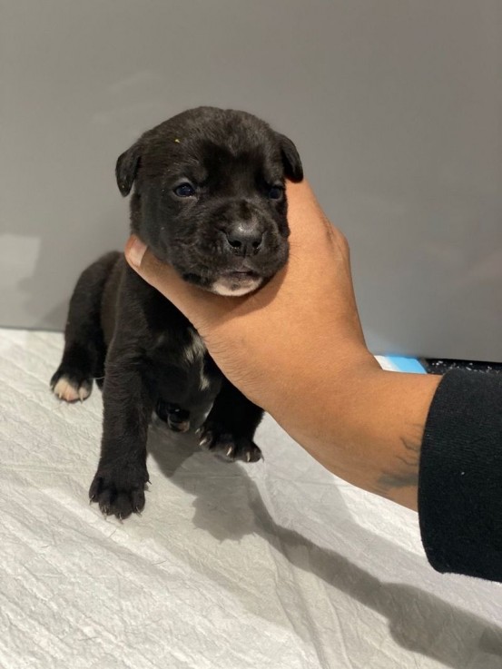 Cane Corso Puppies