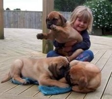 Beautiful Bullmastiff Puppies