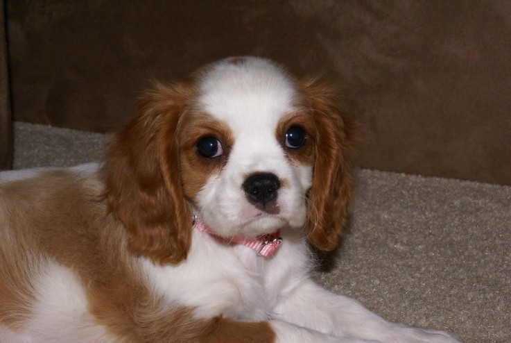 Beautiful Cavalier King Charles puppies