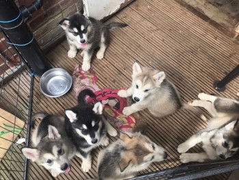 Alaskan Malamute Puppies