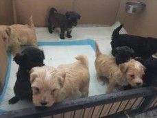 lhasa apso puppies