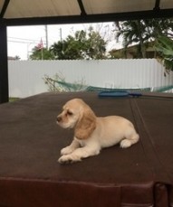 Cockapoo Puppies Available