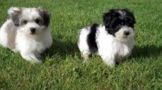 Top pedigree havanese puppies