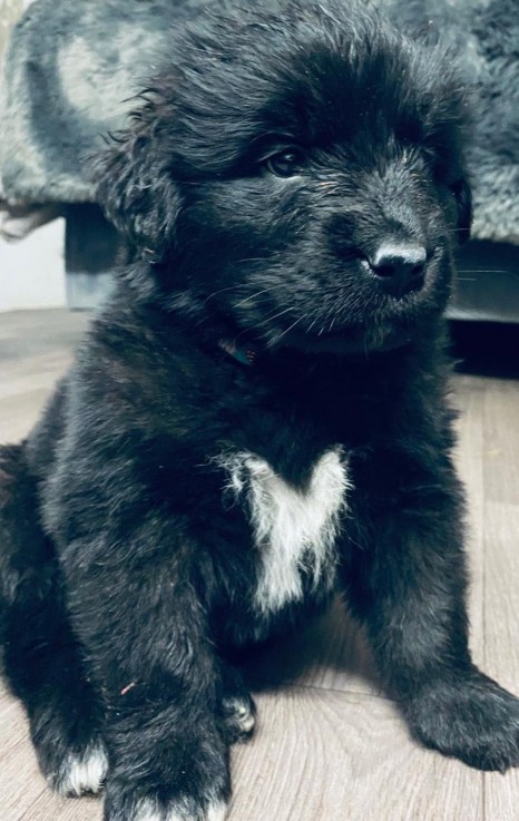 Beautiful Newfoundland puppies