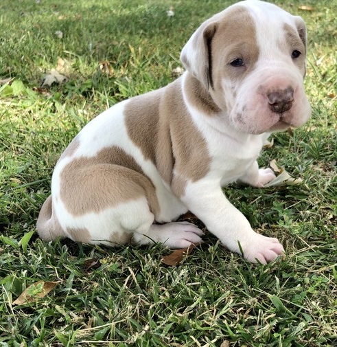 Beautiful Great Dane Puppies for sale