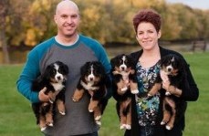 2 Female and 1 male Bernese Mountain Dog