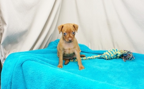 Beautiful mini pinscher Puppies