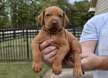 Adorable Rhodesian Ridgeba Available For