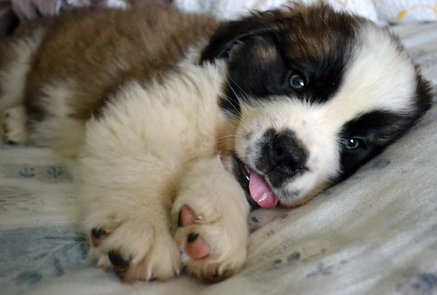 saint Bernard puppies