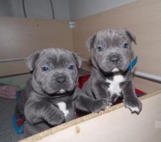 Blue Staffordshire Bull Terrier Pups