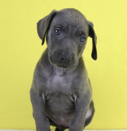 Registered Weimaraner Puppies