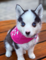 Pomsky puppies to go