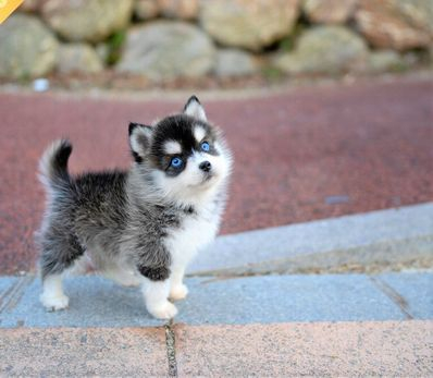 blue eyes Pomsky babies