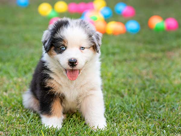 best home Australian shepherd puppies