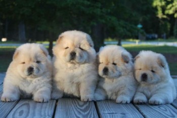 Chow Chow puppies for sale