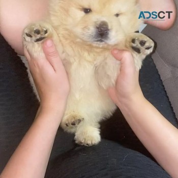 Chow Chow puppies for sale