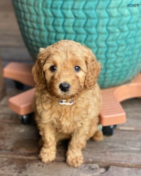 Labradoodle  for sale