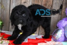 Labradoodle puppies  for sale