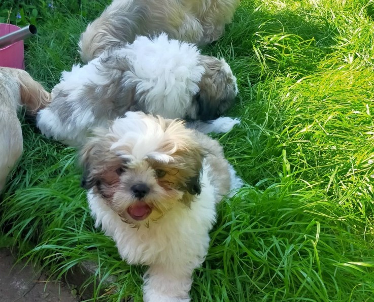 Very Playful Shih Tzu Puppies for Sale