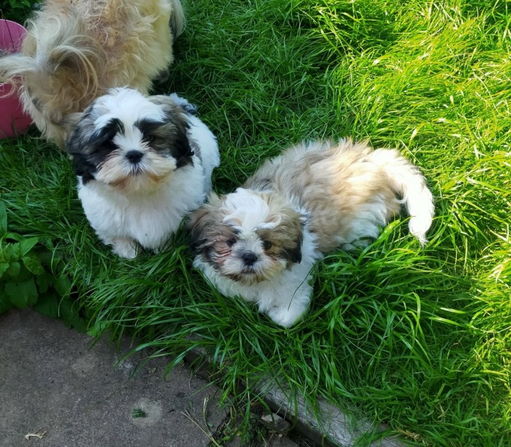 Very Playful Shih Tzu Puppies for Sale