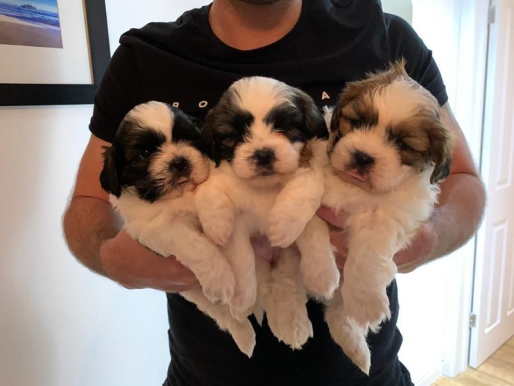 Very Playful Shih Tzu Puppies for Sale W