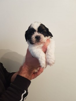 Very Playful Shih Tzu Puppies for Sale