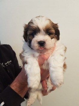 Very Playful Shih Tzu Puppies for Sale