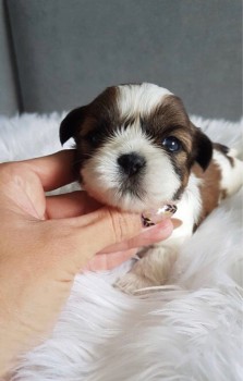 Very Playful Shih Tzu Puppies for Sale