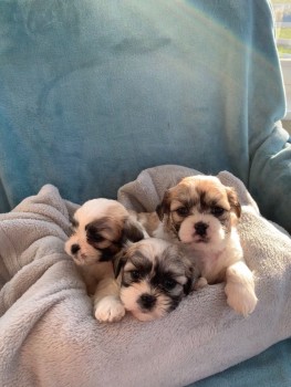 Very Playful Shih Tzu Puppies for Sale