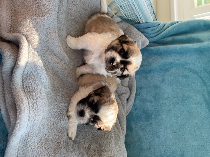 Very Playful Shih Tzu Puppies for Sale