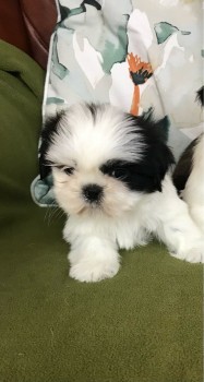 Very Playful Shih Tzu Puppies for Sale