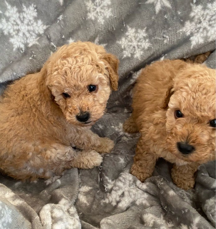 Toy Poodle puppies for sale 