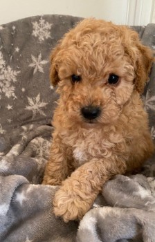 Toy Poodle puppies for sale 