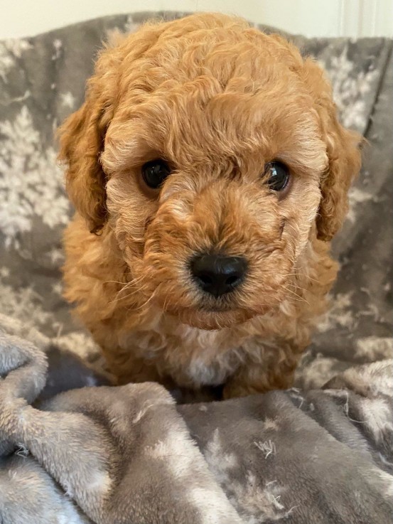 Toy Poodle puppies for sale 