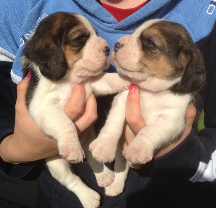 Home raised Beagle Puppies