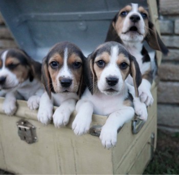 Home raised Beagle Puppies